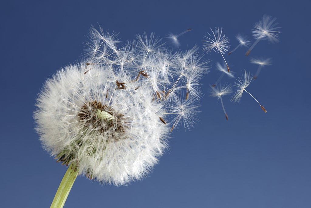 La Naturopathie Pour Votre Bien-être